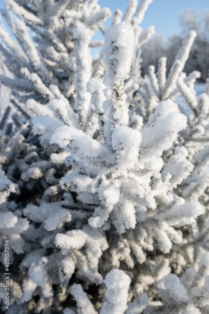 Christmas tree branches in the snow close-up winter mood Christmas tree branches in the snow close-up winter mood