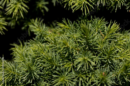 Fir tree green needles. Detailed macro view.