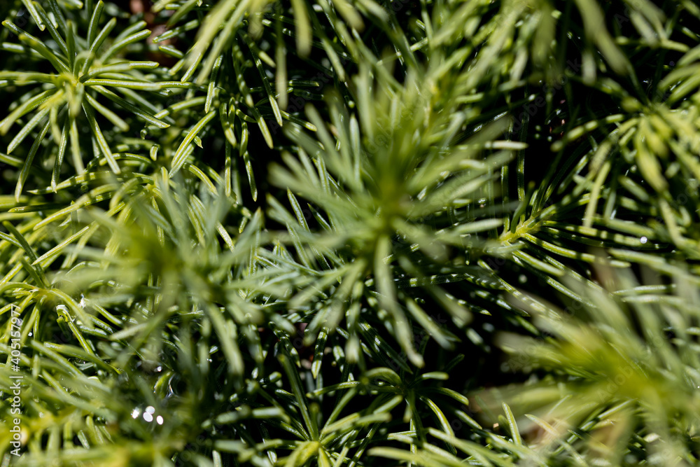 Fir tree green needles. Detailed macro view. Fir tree green needles. Detailed macro view.