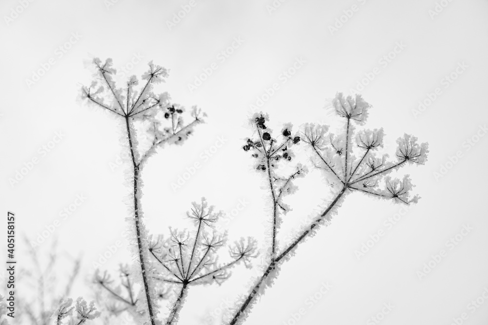 white snow frost on dry branches of plants in winter
