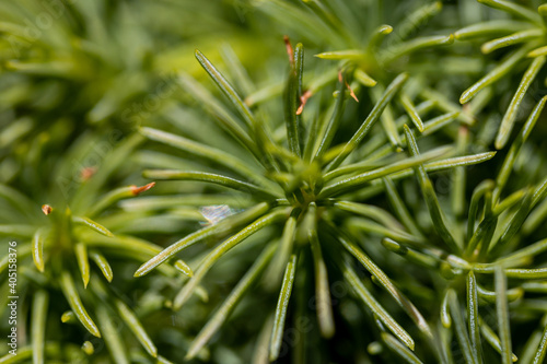 Fir tree green needles. Detailed macro view.