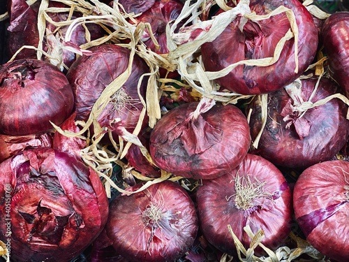 purple round onions harvest close up