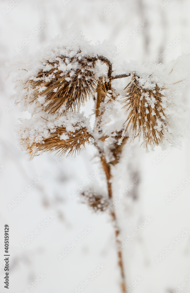 white snow frost on dry branches of plants in winter white snow frost on dry branches of plants in winter
