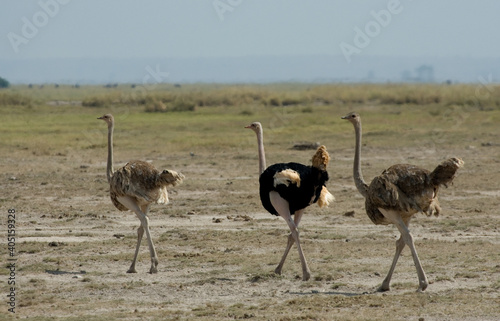 Ostrich; Struisvogel; Struthio camelus photo