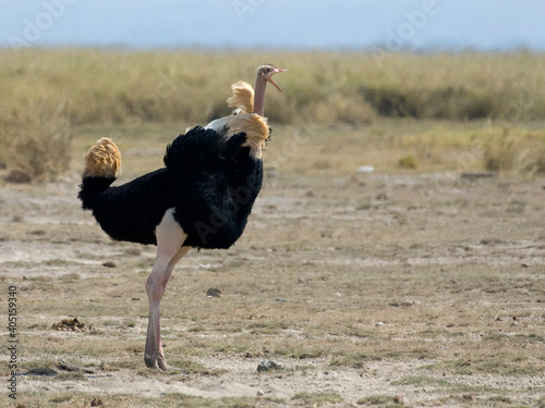 Struisvogel, Ostrich, Struthio camelus photo