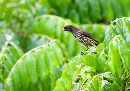 Obraz na płótnie Palmtapuit, Palmchat, Dulus dominicus w salonie