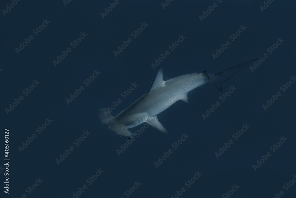 Fototapeta premium Hammerhead Shark in the blue