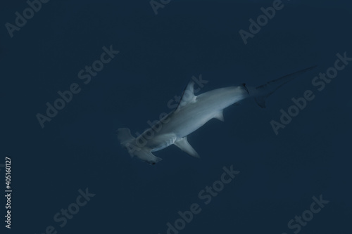 Hammerhead Shark in the blue
