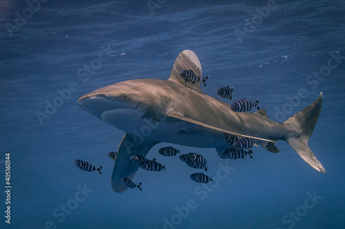 Fotografie, Obraz Oceanic White Tip Shark with Pilot Fishes
