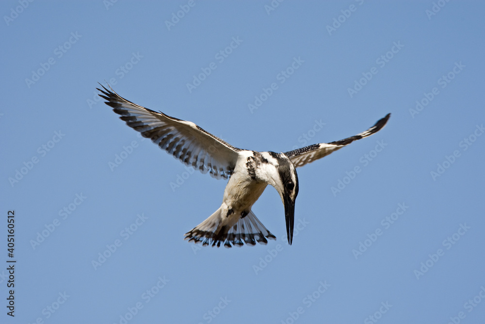 Pied Kingfisher, Bonte IJsvogel, Ceryle rudis Pied Kingfisher, Bonte IJsvogel, Ceryle rudis