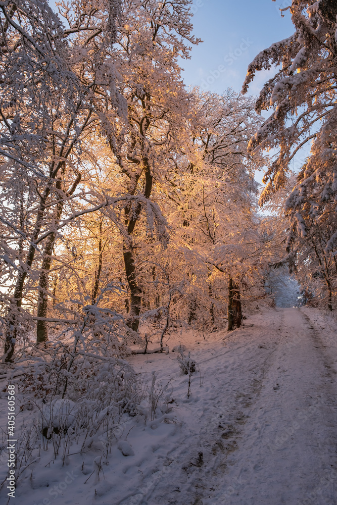 Path in a snow-covered forest in the Taunus / Germany in reddish evening light Path in a snow-covered forest in the Taunus / Germany in reddish evening light