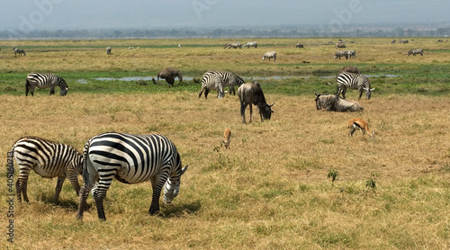 Plains zebra, steppezebra, Equus quagga