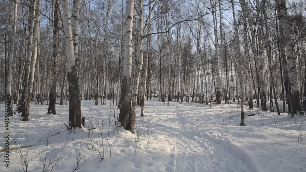 A hunter walks through the forest in winter in Russia A hunter walks through the forest in winter in Russia