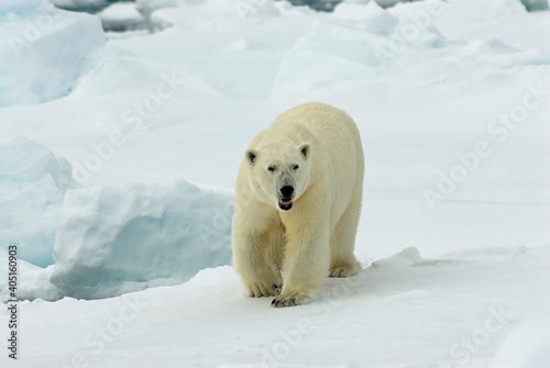 Polar Bear, IJsbeer, Ursus maritimus