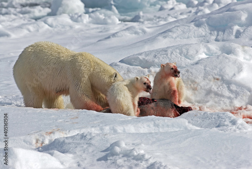 IJsbeer, Polar Bear, Ursus maritimus photo