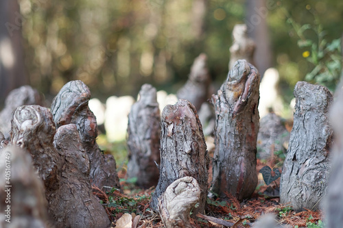 Composition of roots coming out of the ground. Roots sculptures. Sculptures from nature. Group of roots. 2