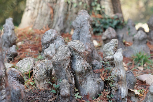 Composition of roots coming out of the ground. Roots sculptures. Sculptures from nature. Group of roots. High 