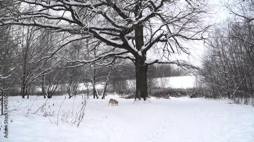 Wallpaper Mural Pregnant husky dog with heterochromia and multi-colored eyes in winter walks through the forest, sniffs a tree and runs to the camera Torontodigital.ca