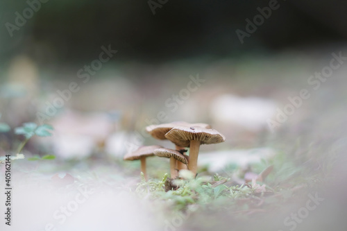Beautiful closeup of brown forest mushrooms. Gathering mushrooms. Mushrooms photo, forest photo, forest background. Autumn ground grass