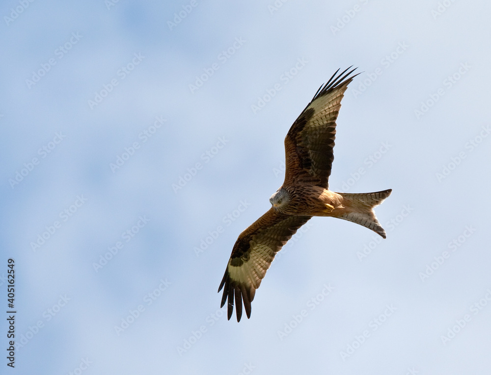 Rode Wouw, Red Kite, Milvus milvus Rode Wouw, Red Kite, Milvus milvus