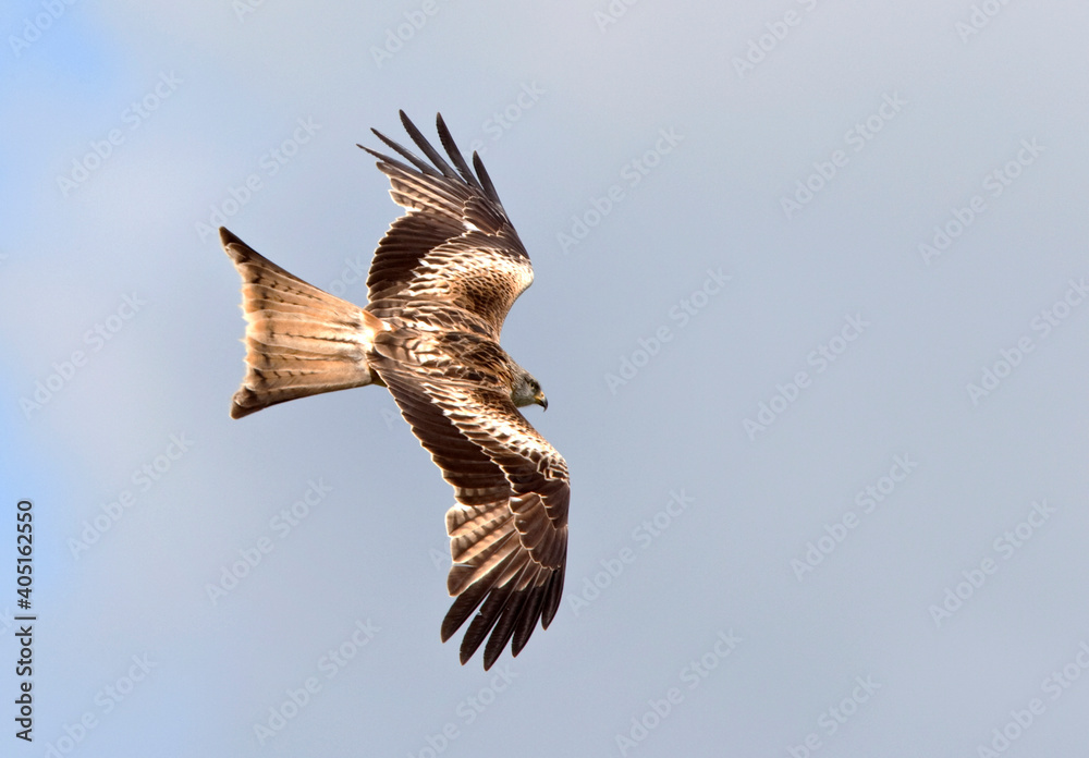 Fototapeta premium Rode Wouw, Red Kite, Milvus milvus