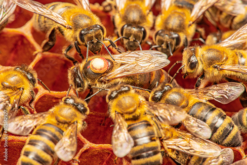 the queen (apis mellifera) marked with dot and bee workers around her - bee colony life