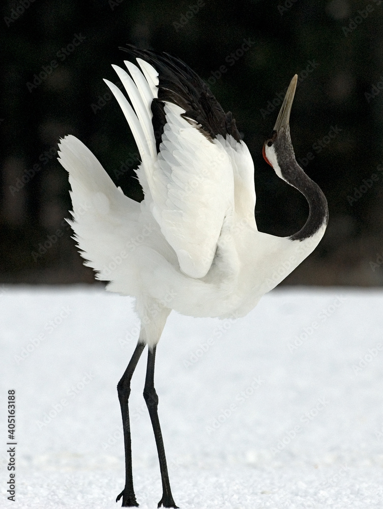 Red-crowned Crane, Chinese Kraanvogel, Grus japonensis