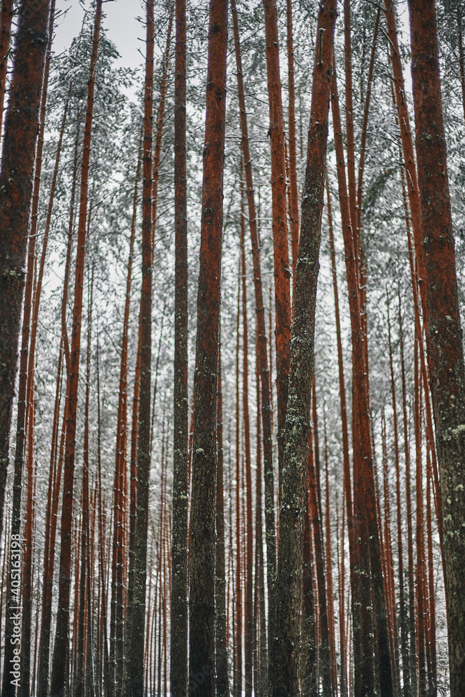 Fototapeta premium forest in winter