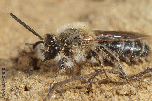 A male of the sandpitt mining bee, Andrena barbilabris looking for emerging females on the ground to copulate