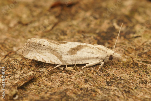 The mugwort bell, Eucosma metzneriana, is a small, rare and pale colored moth