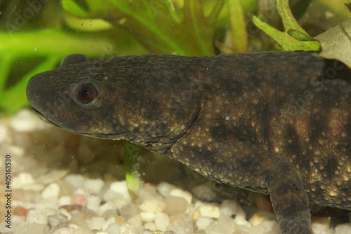 Close up of a Pleurodeles waltl, the  Spanish ribbed newt photo