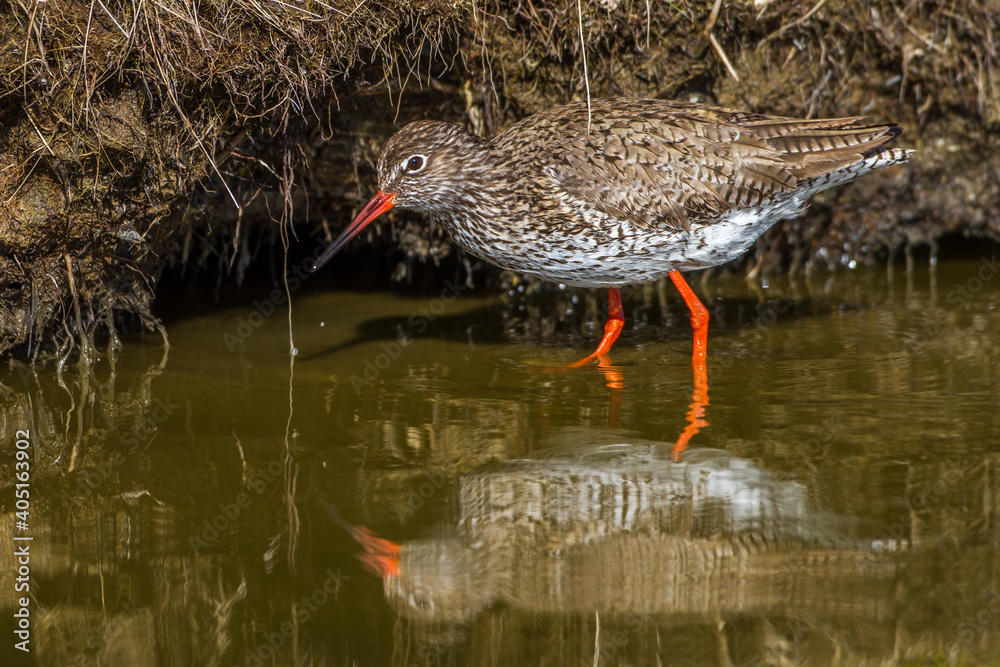 Rotschenkel (Tringa totanus) Rotschenkel (Tringa totanus)