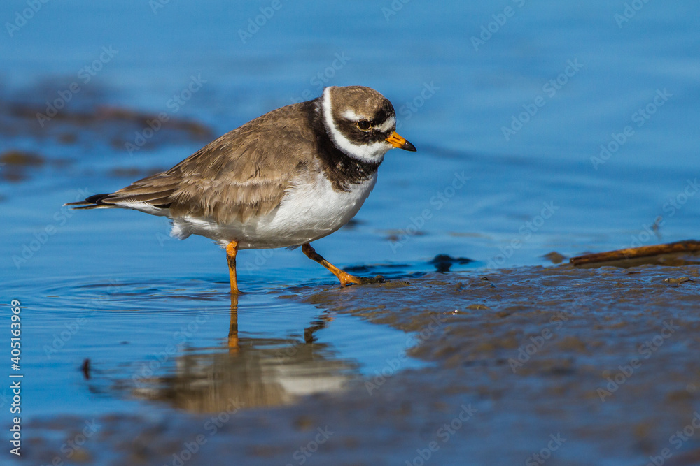 Sandregenpfeifer (Charadrius hiaticula)