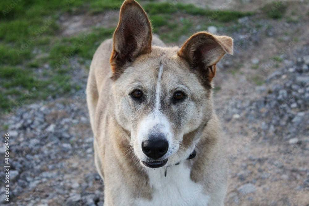 portrait of a dog portrait of a dog
