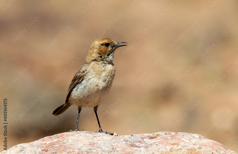Fototapeta premium Roodstuittapuit, Red-rumped Wheatear, Oenanthe moesta