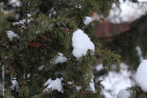 snow-covered juniper