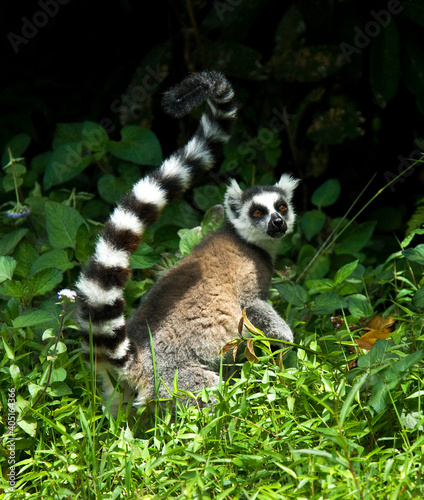 Ringstaartmaki, Ring-tailed Lemur, Lemur catta