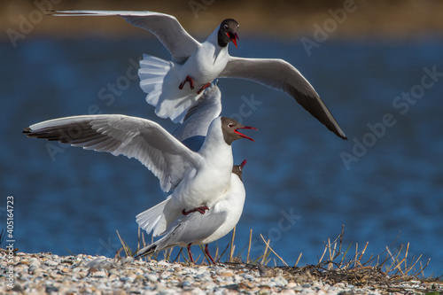 Lachmöwen (Larus ridibundus) bei der Paarung photo