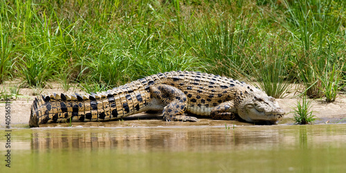 Billede på lærred Zoutwaterkrokodil, Saltwater Crocodile, Crocodylus porosus