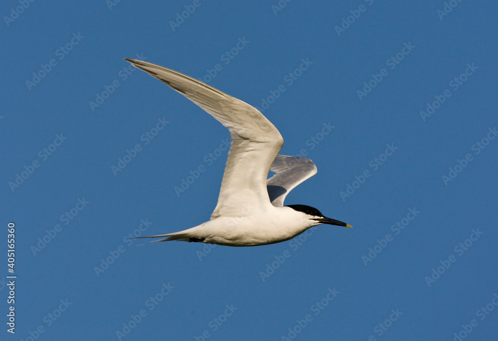 Grote stern, Sandwich Tern, Sterna sandvicensis Grote stern, Sandwich Tern, Sterna sandvicensis