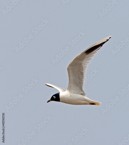 Chinese Kokmeeuw; Saunders's Gull; Larus saundersi photo