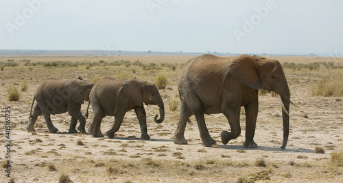 African Elephant, Afrikaanse savanneolifant, Loxodonta africana photo