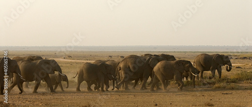African Elephant, Afrikaanse savanneolifant, Loxodonta africana photo