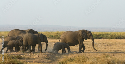 African Elephant, Afrikaanse savanneolifant, Loxodonta africana photo