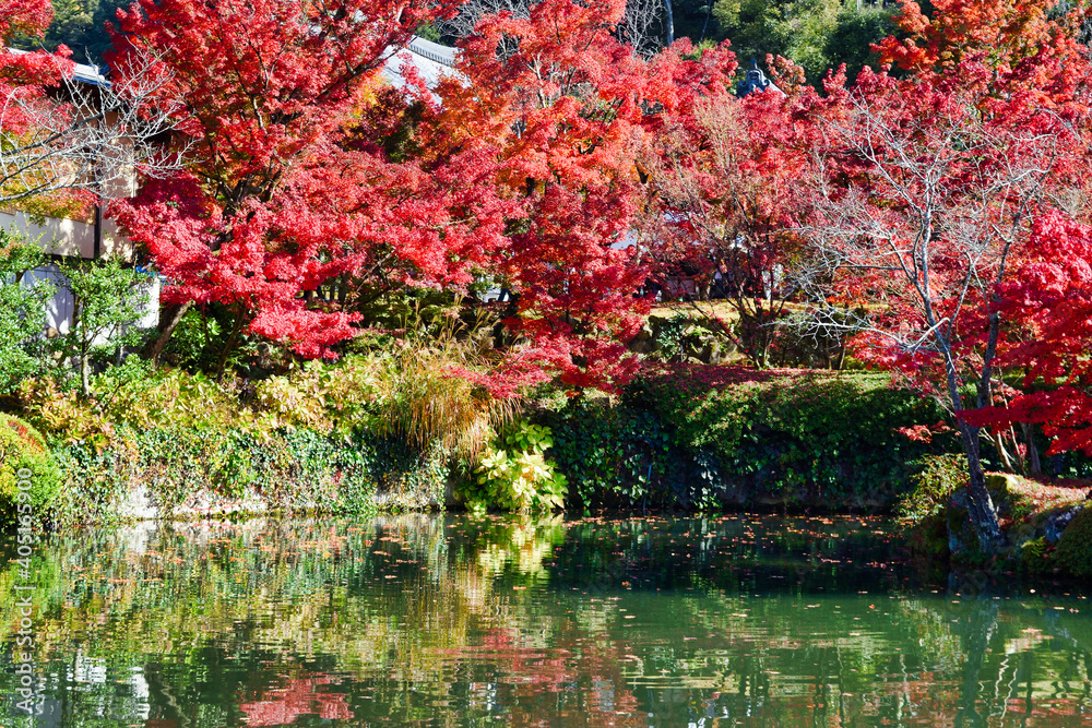 京都 永観堂の美しい紅葉と赤いモミジ(日本京都府京都市)Beautiful autumn leaves and red maple trees at Eikando Temple (Kyoto City, Kyoto Prefecture, Japan) 京都 永観堂の美しい紅葉と赤いモミジ(日本京都府京都市)Beautiful autumn leaves and red maple trees at Eikando Temple (Kyoto City, Kyoto Prefecture, Japan)