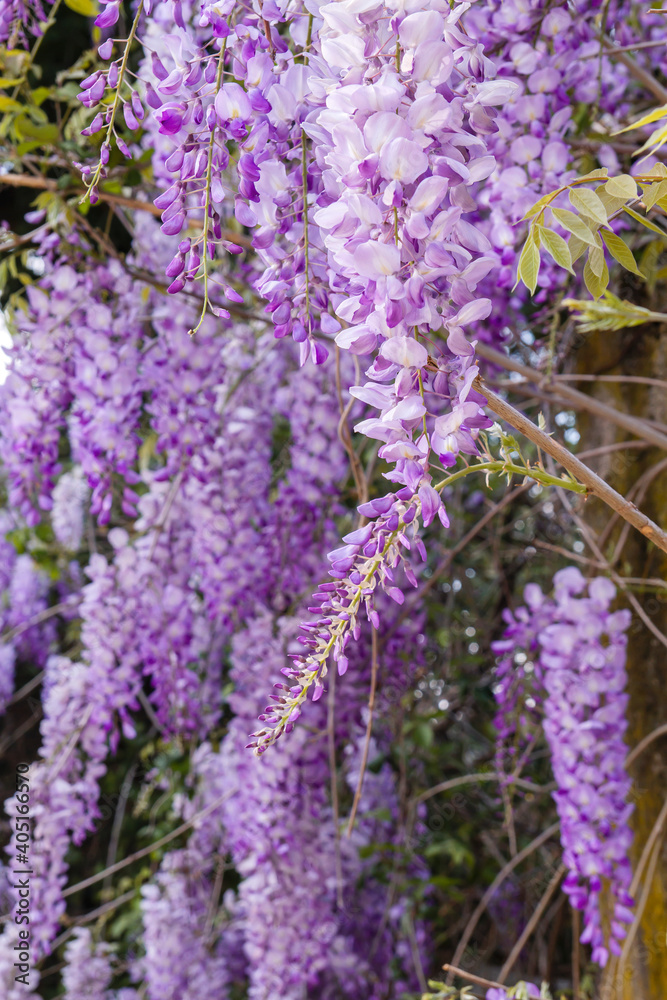 Obraz premium Wisteria purple flowers