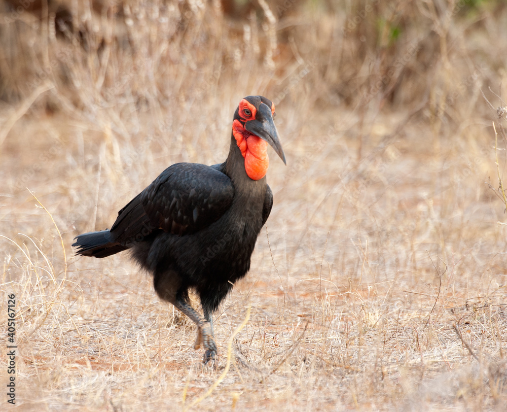 Obraz premium Zuidelijke Hoornraaf, Southern Ground-hornbill, Bucorvus leadbea