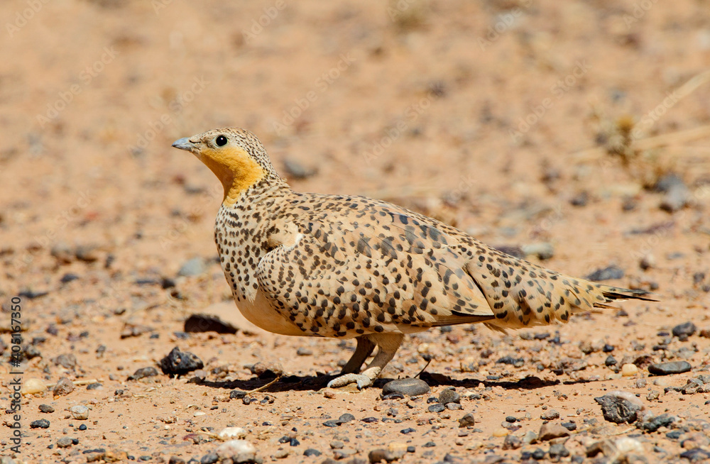 Sahelzandhoen, Spotted Sandgrouse, Pterocles senegallus Sahelzandhoen, Spotted Sandgrouse, Pterocles senegallus