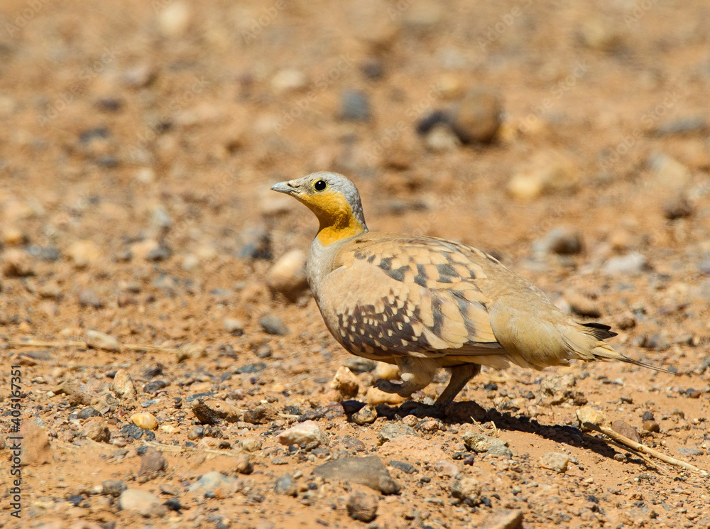 Sahelzandhoen, Spotted Sandgrouse, Pterocles senegallus Sahelzandhoen, Spotted Sandgrouse, Pterocles senegallus