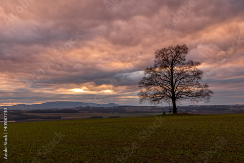 Lonely tree on a hill with blue dark sky in the background during sunset.